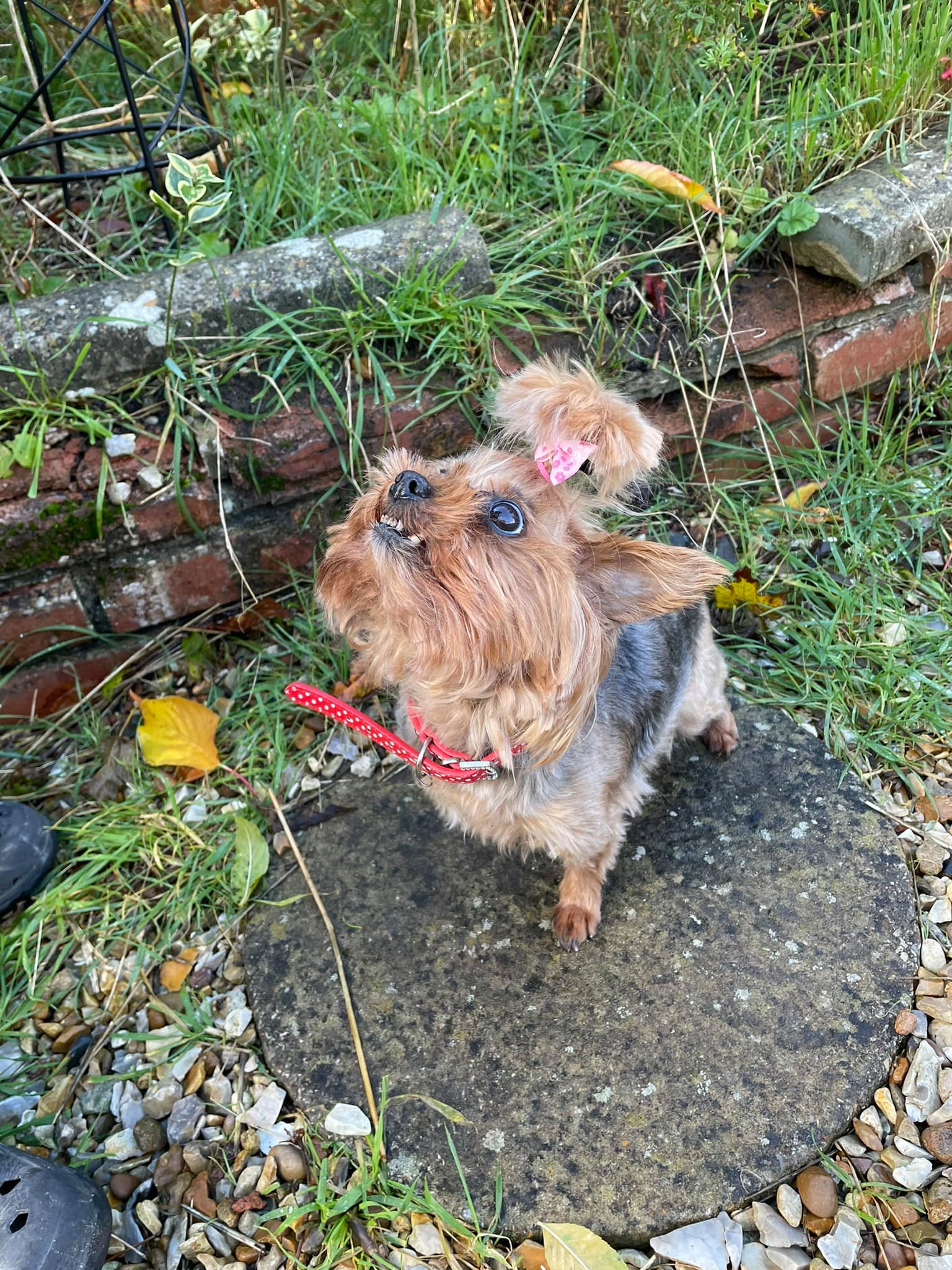 Small dog with pink bow on garden path