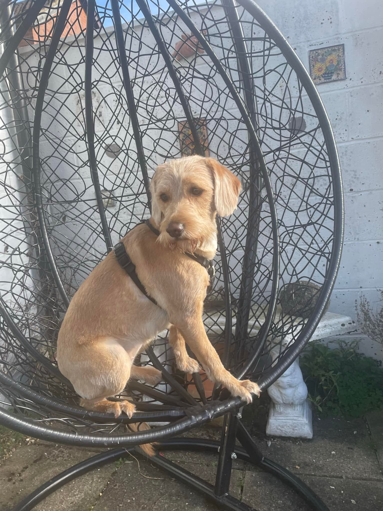 Golden Labrador sitting in hanging egg chair