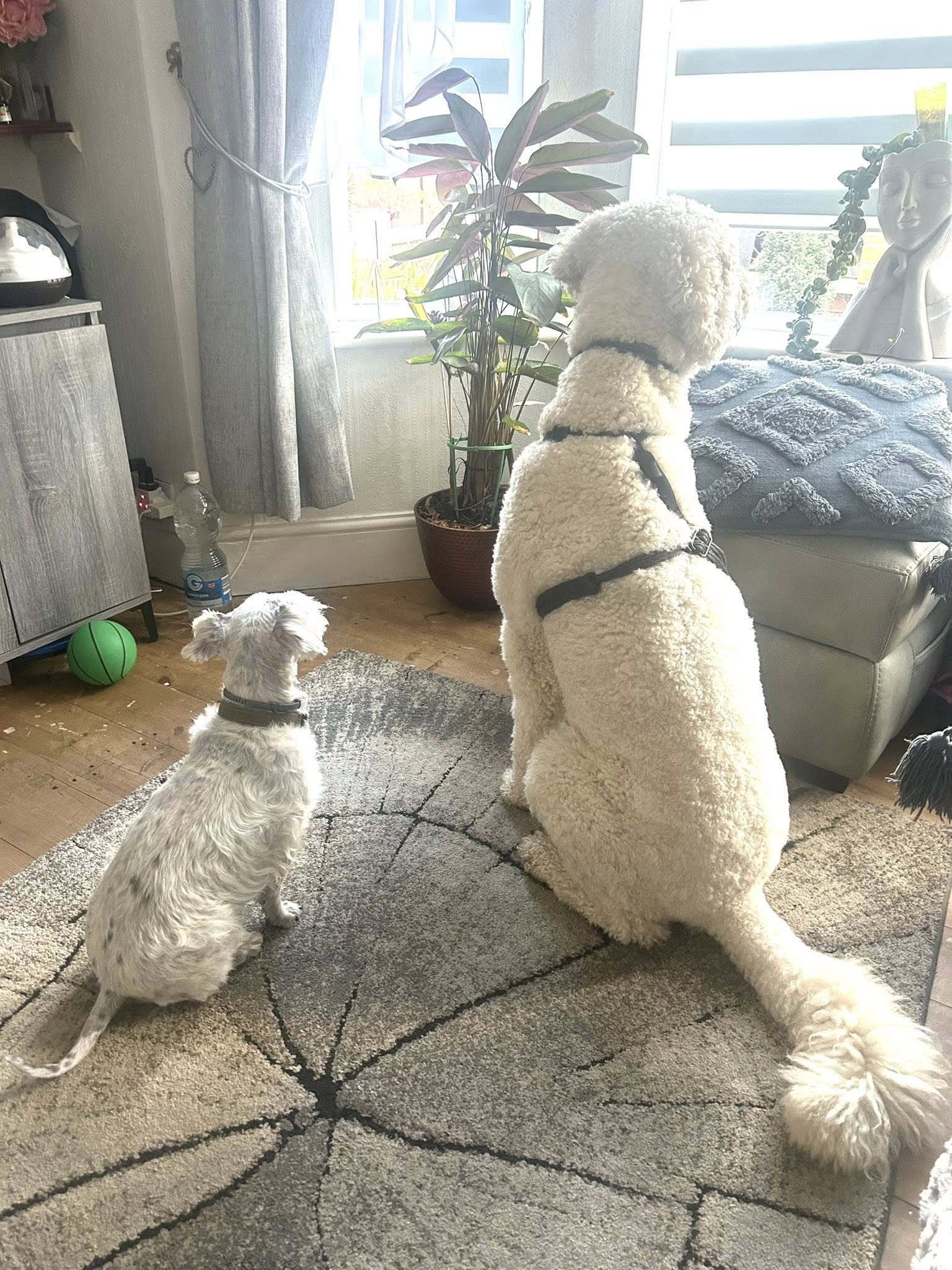 Two white dogs interacting in bright living room