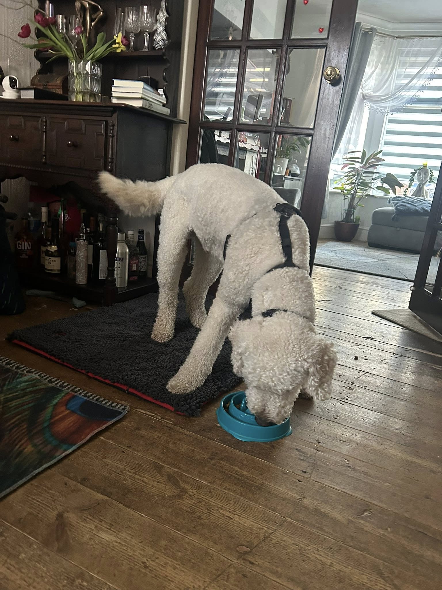 White fluffy dog eating from blue bowl