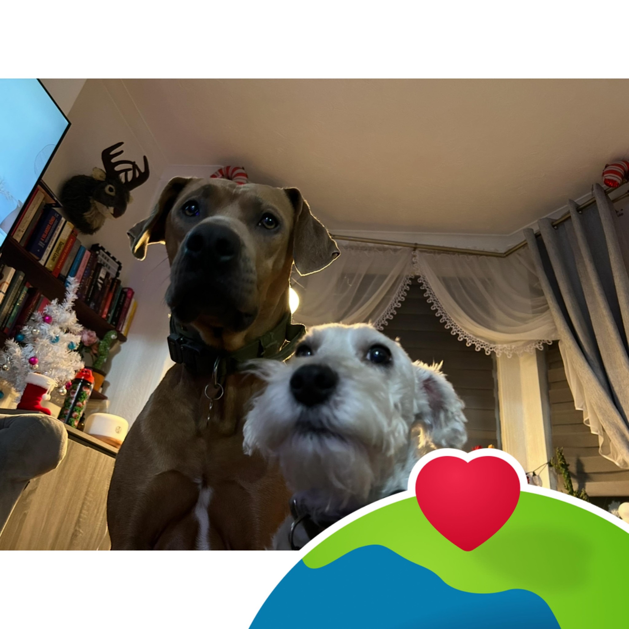 Dogs in home interior