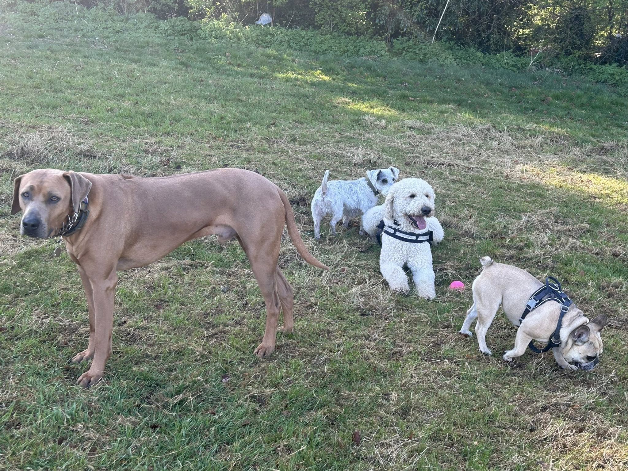 Group of dogs playing together outdoors