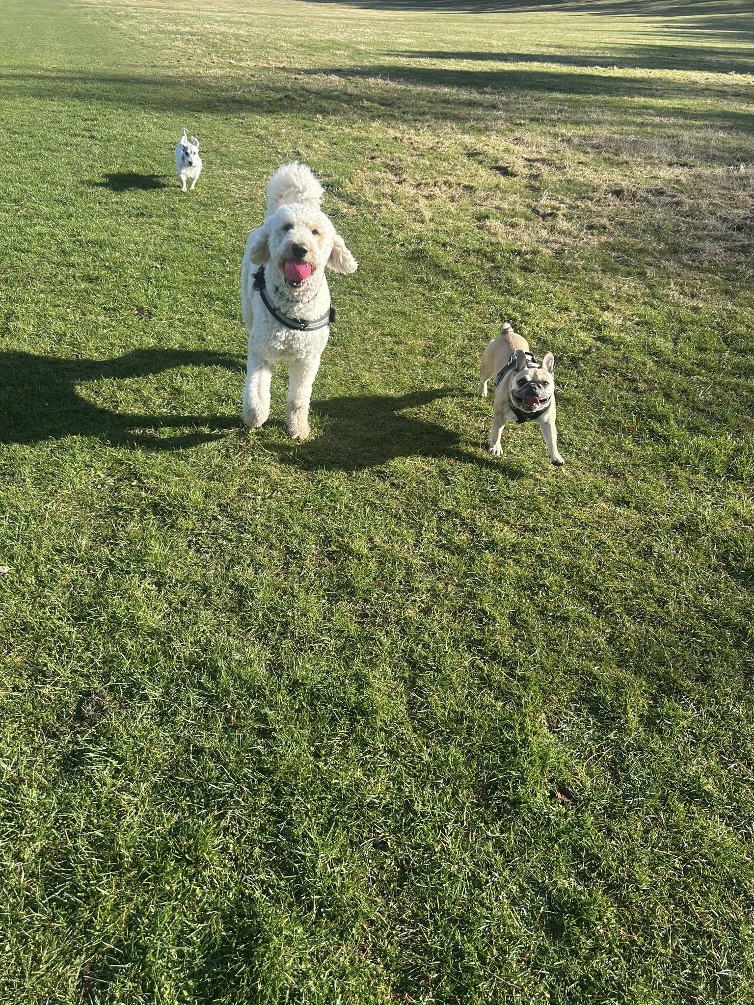 Three happy dogs playing on grass