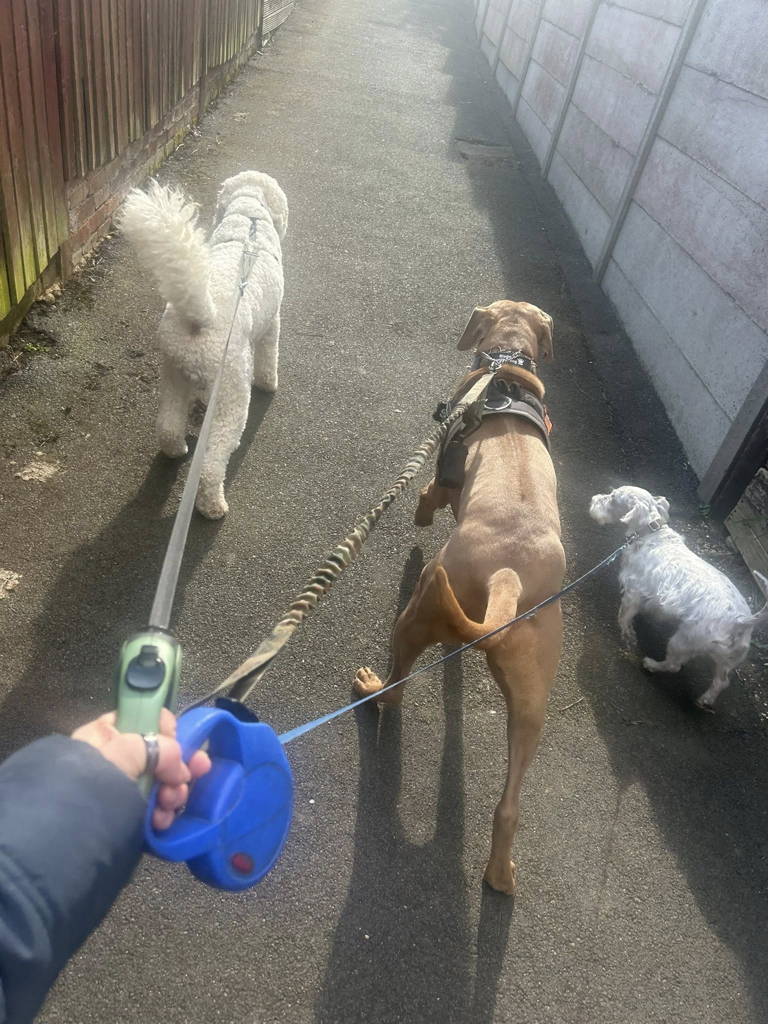 Handler walking dogs on leashes