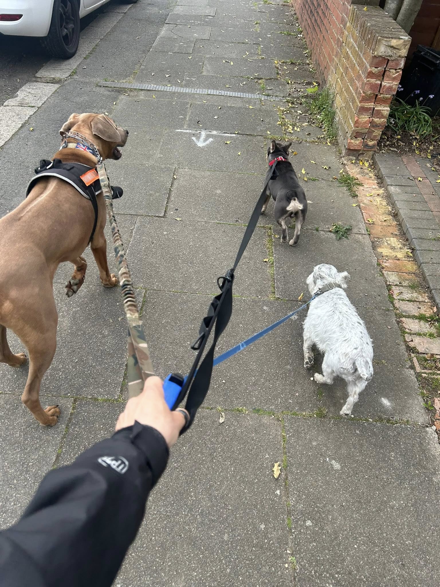 Dog walker with three dogs on leashes