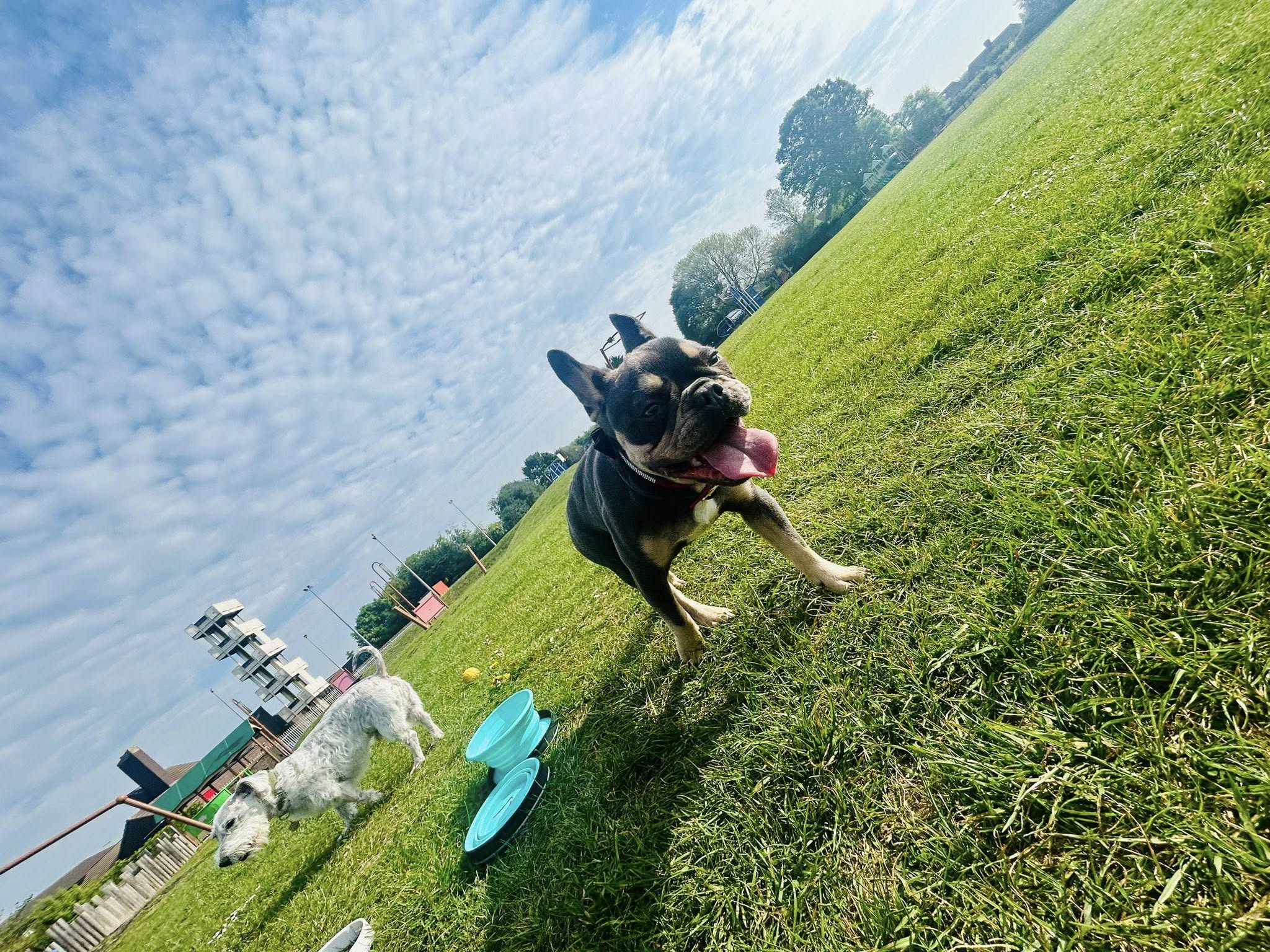 Happy dog playing in sunny field