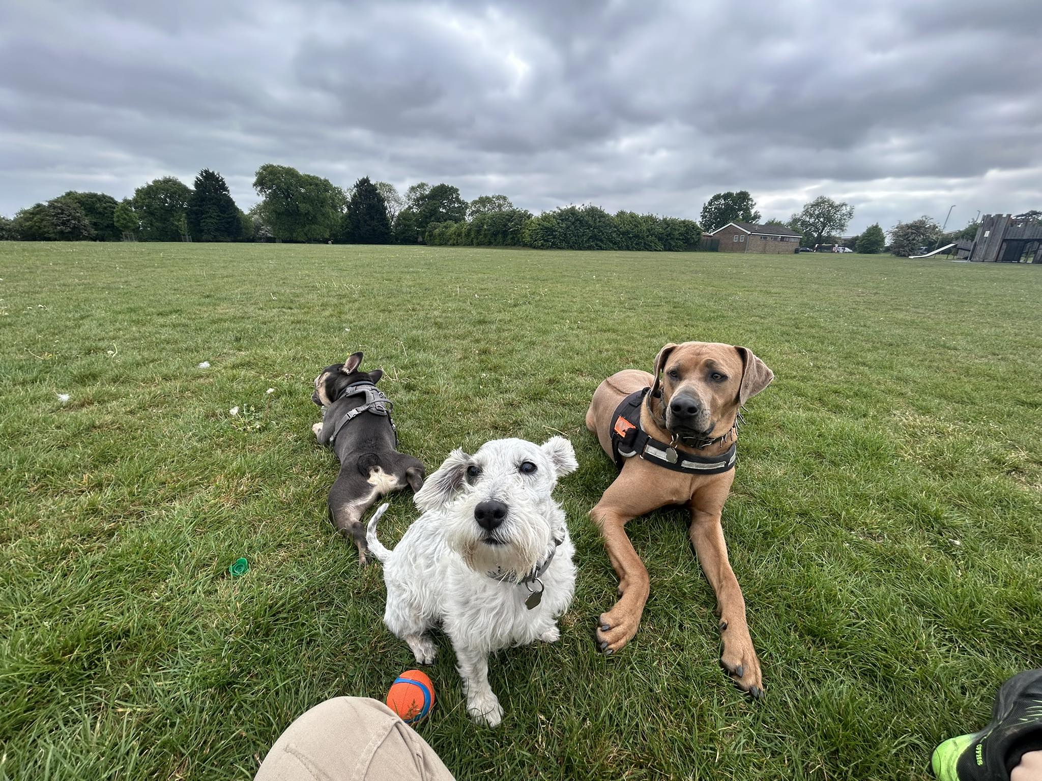 Dogs playing together in open field