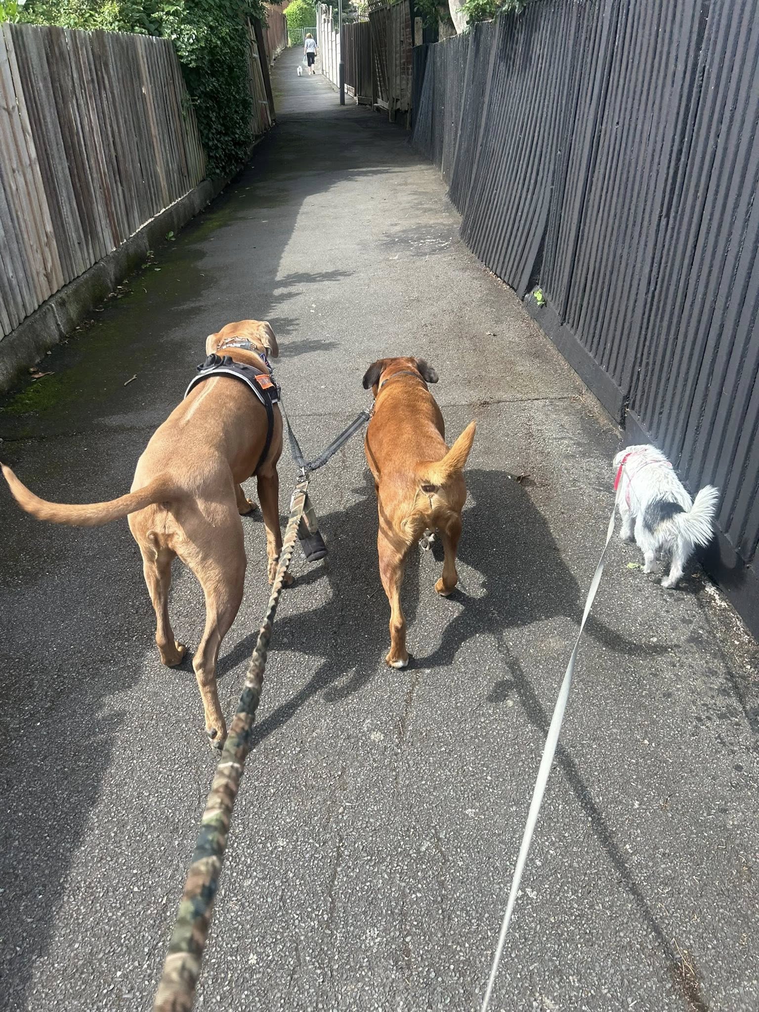 Three dogs on leashes walking in alley