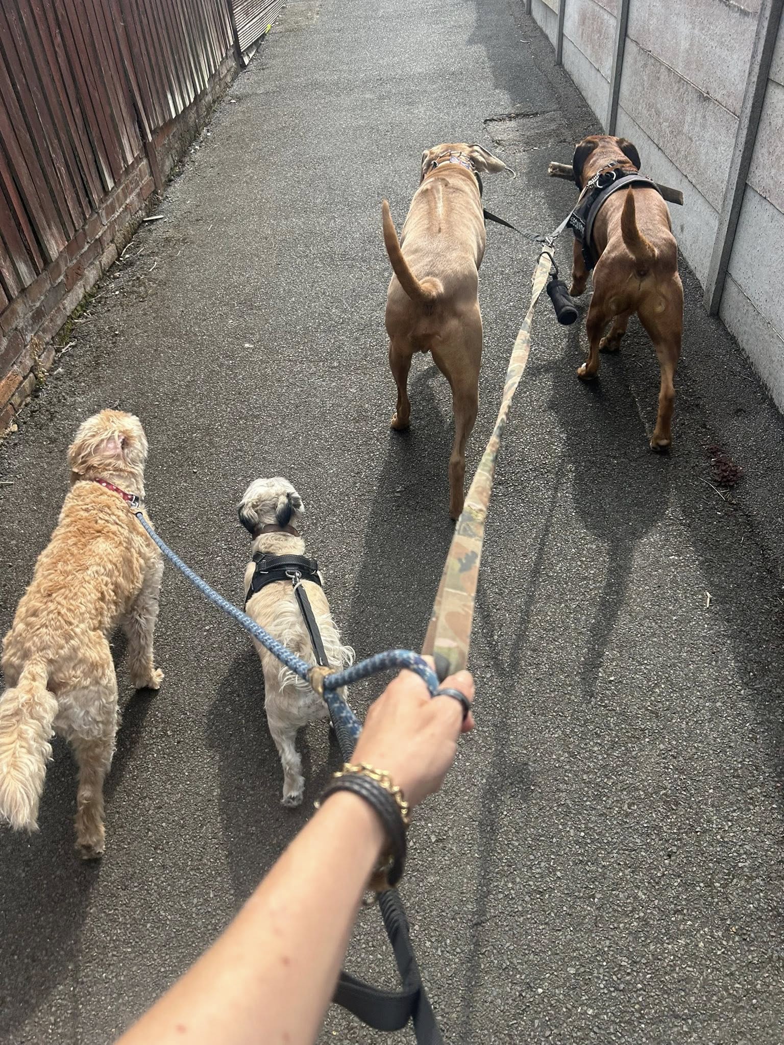Dog walker leading four dogs on leashes
