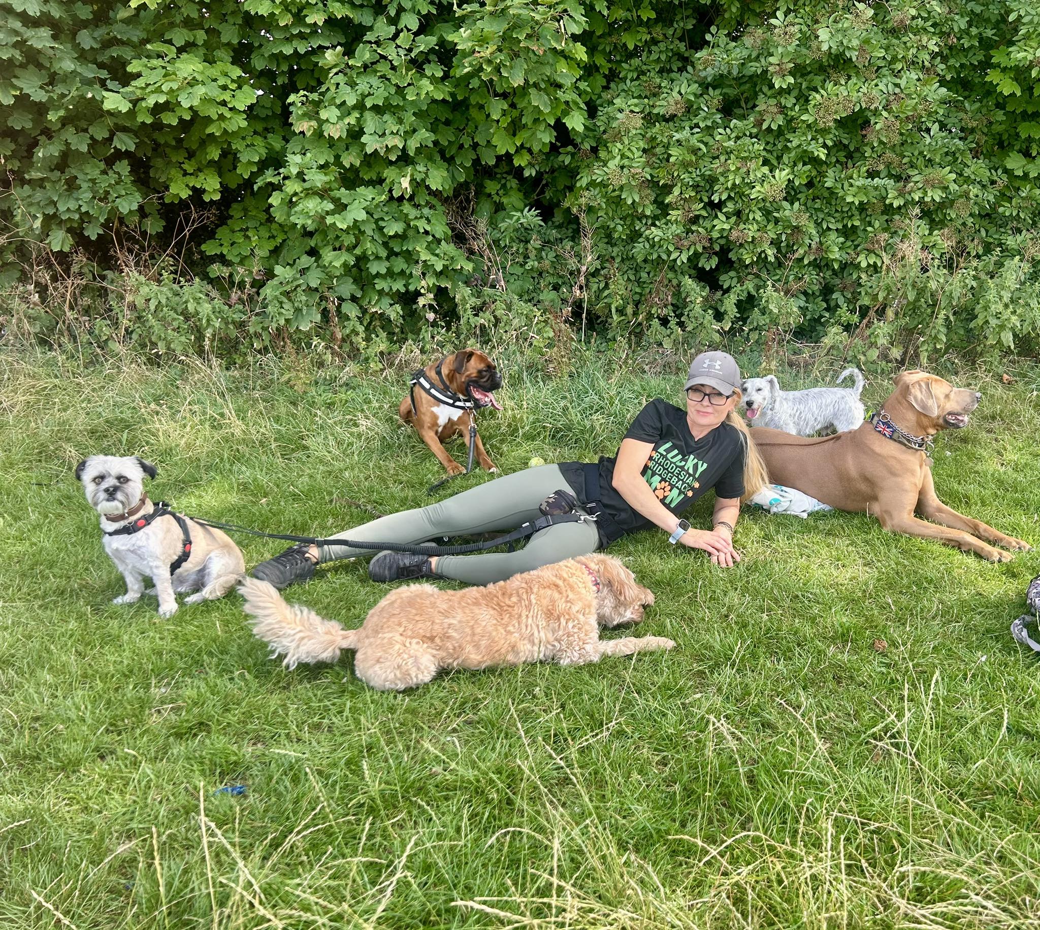 Dog care professional with multiple dogs on grass