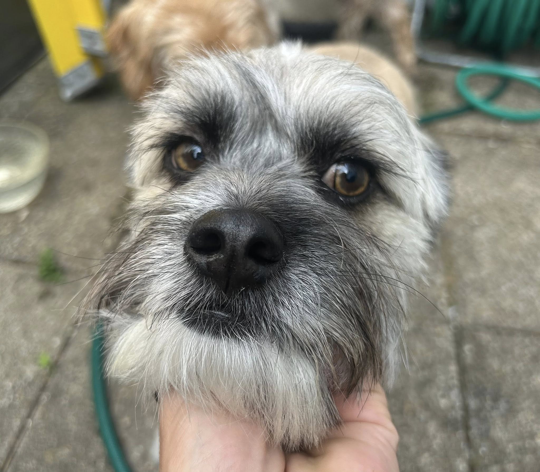 Close-up portrait of Shih Tzu dog