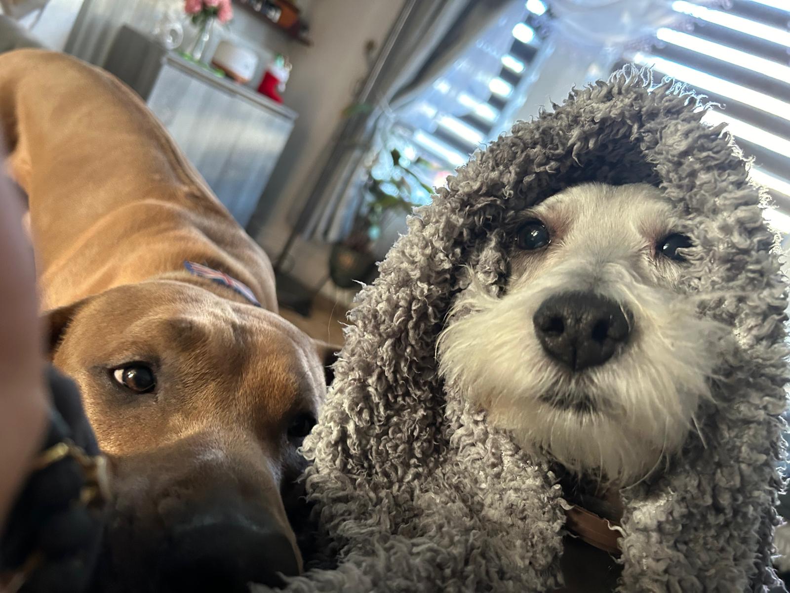 Two dogs cuddled together indoors