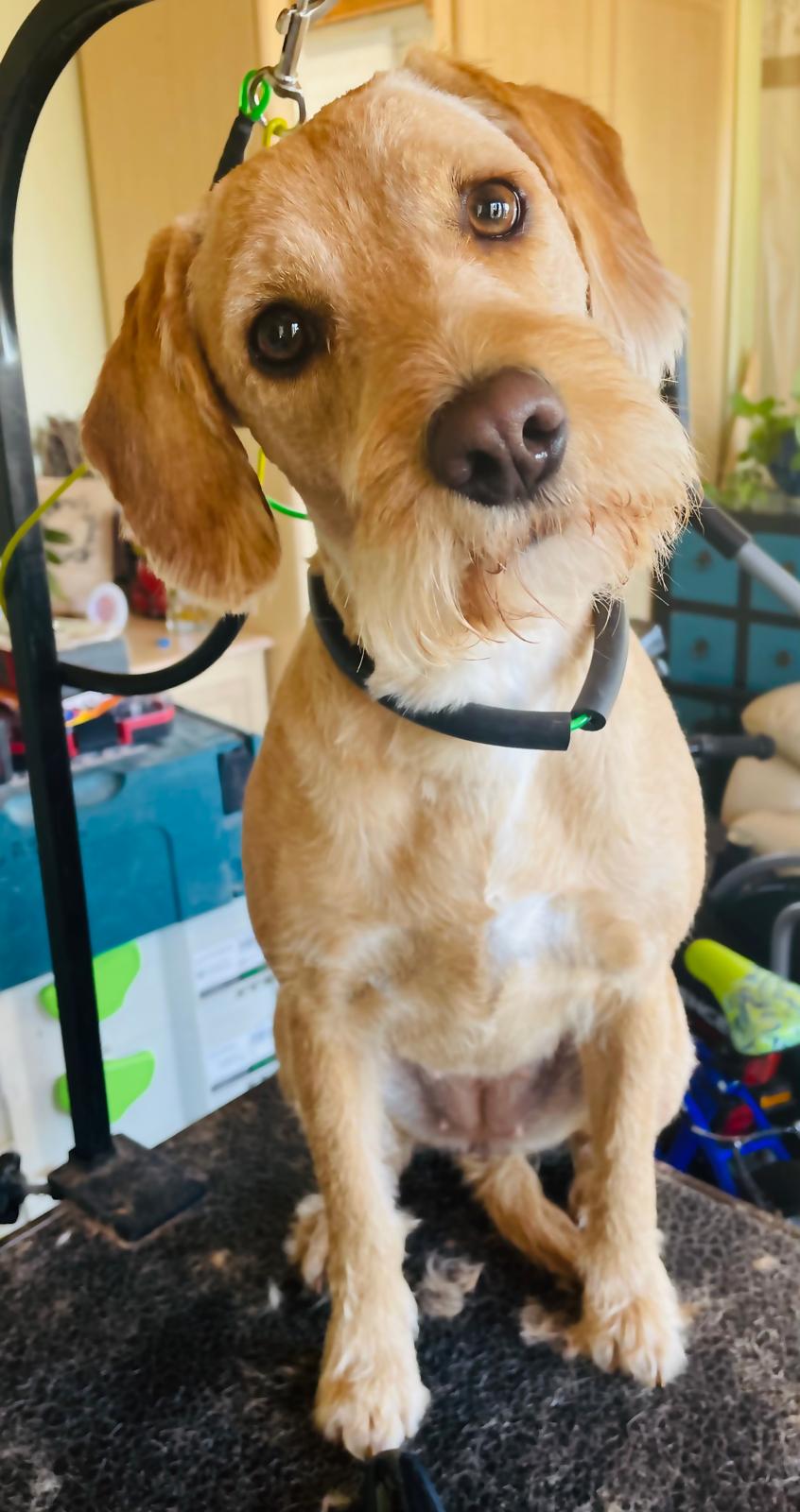 Close-up portrait of light brown dog on grooming table