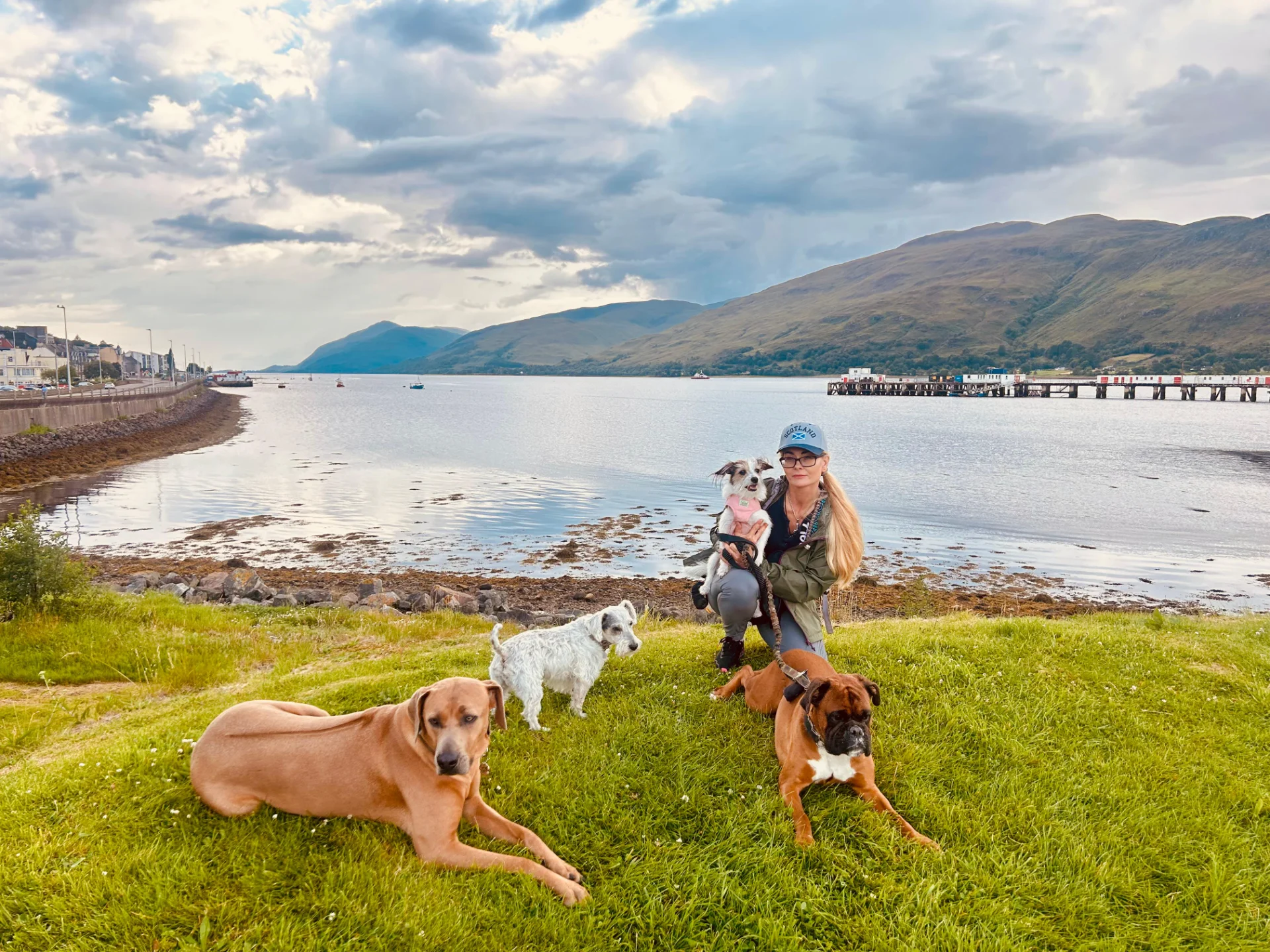 Dogs playing together in open field